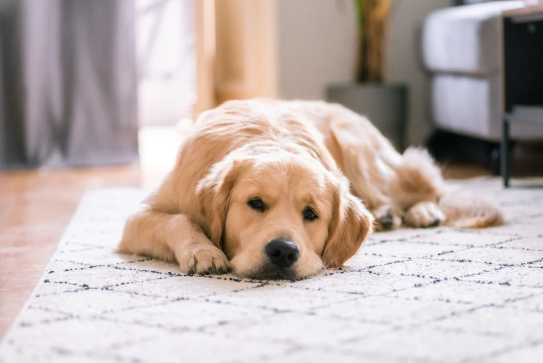 a very cute dog laying on the floor