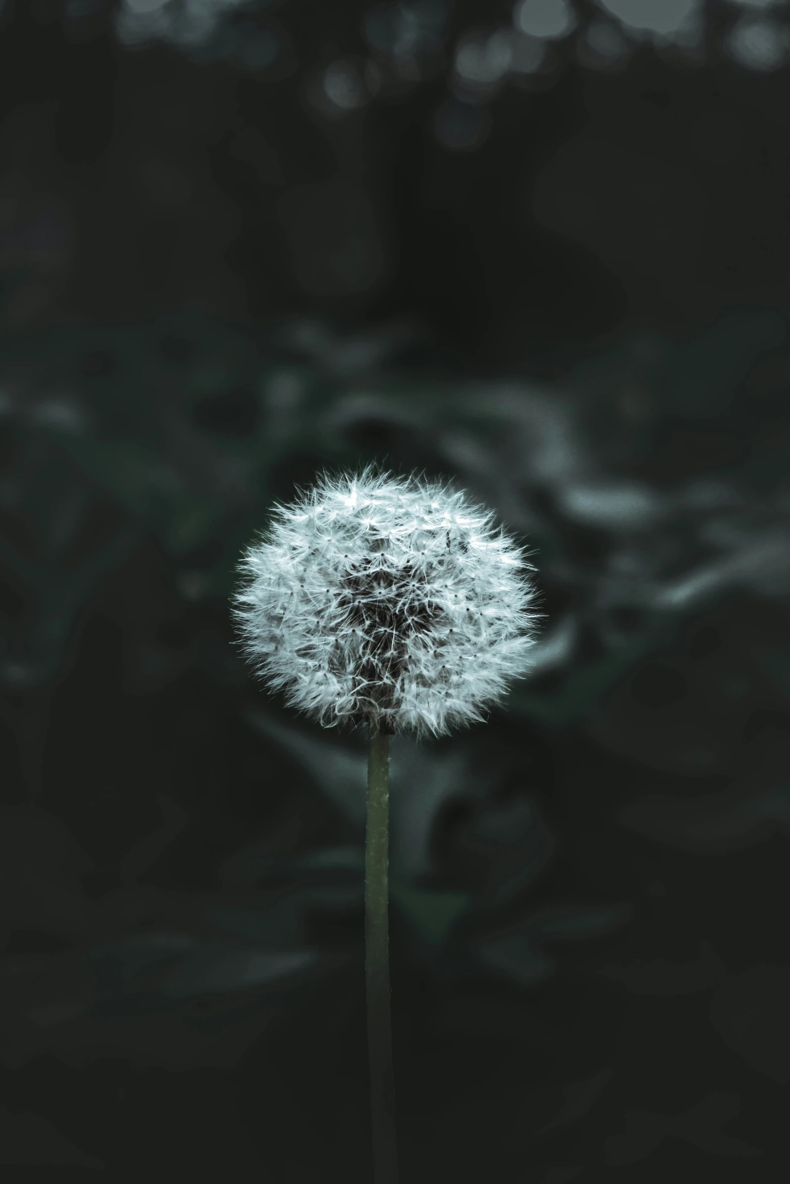 a dandelion is blooming in a dark room