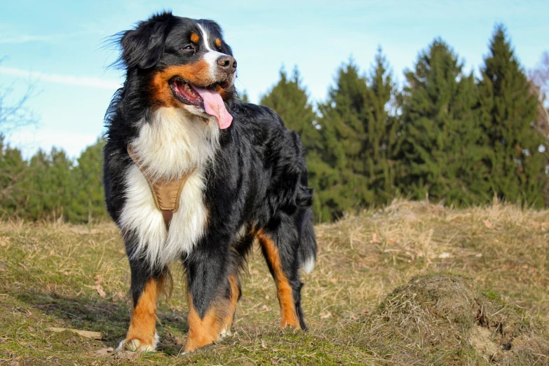 a black and brown dog standing on top of a grass covered field