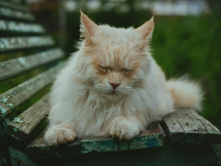 an angry looking cat laying on a bench