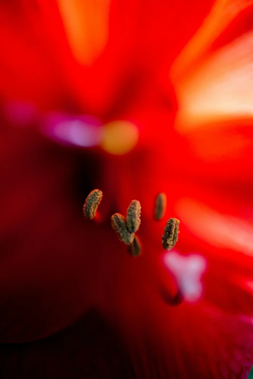 the center of a red flower with green stamen