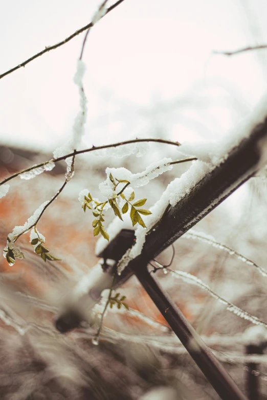 the nch of a tree is covered with snow