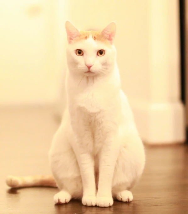 white cat sitting on floor in front of light