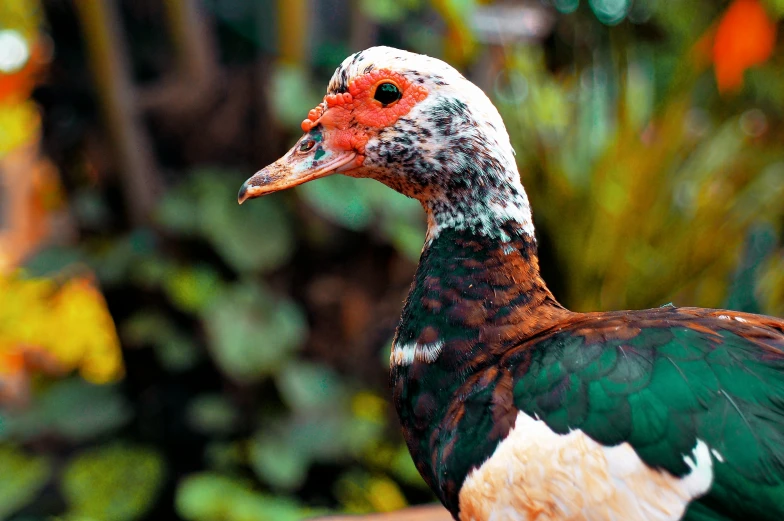 the back end of a brown and white duck standing next to some trees