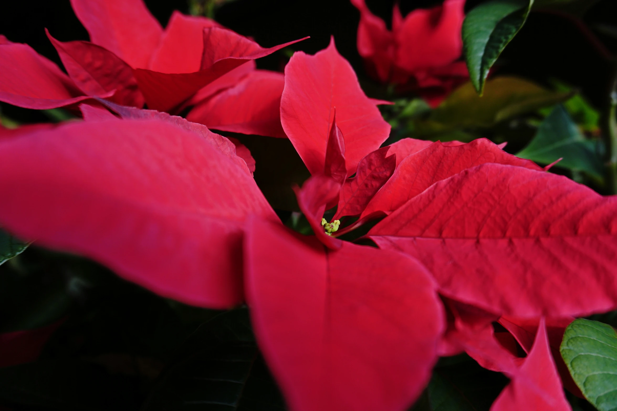 closeup of pink poinsettia flowers against black