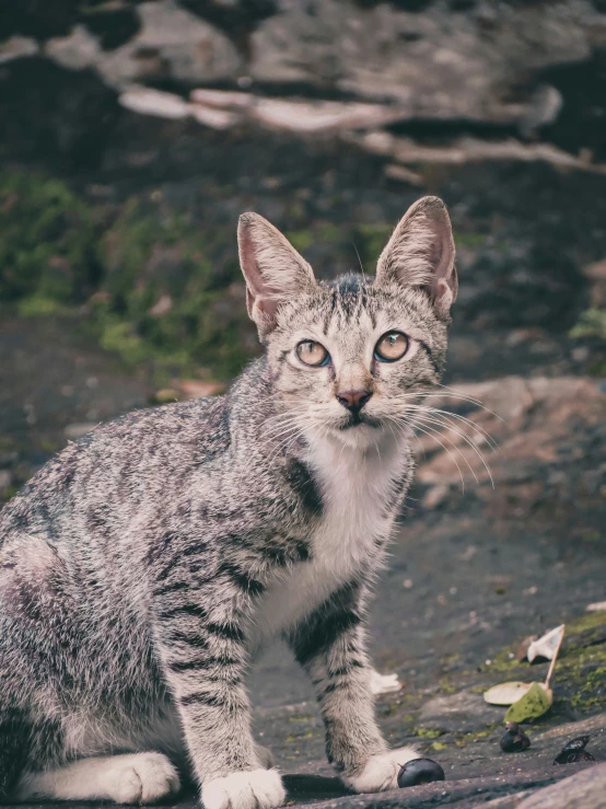 a cat is staring into the camera while standing on a rock