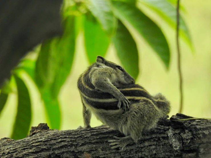 a bird perches on the nch of a tree