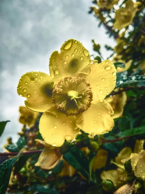 a yellow flower with rain droplets on it