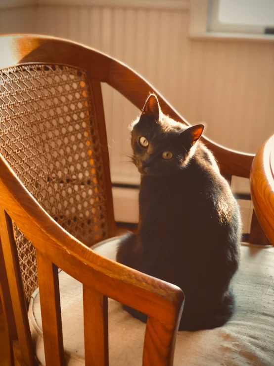 a black cat sitting on top of a wooden chair