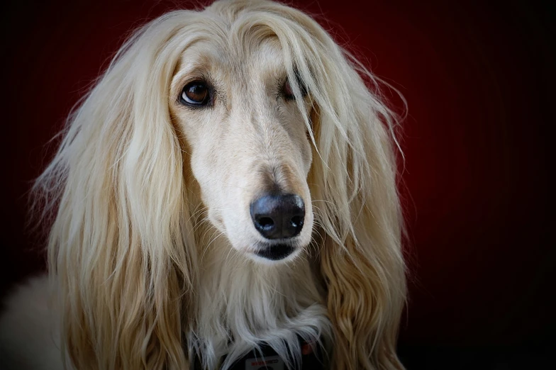 a dog looking off to the side with long hair