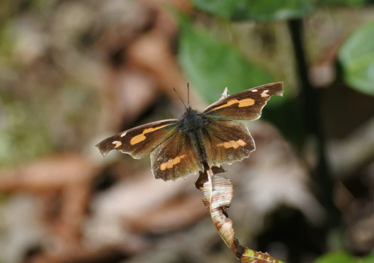 a moth with very thin wings is flying on the plant