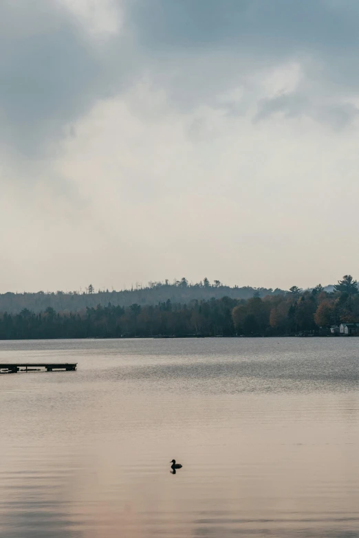 a bird flying over a large body of water