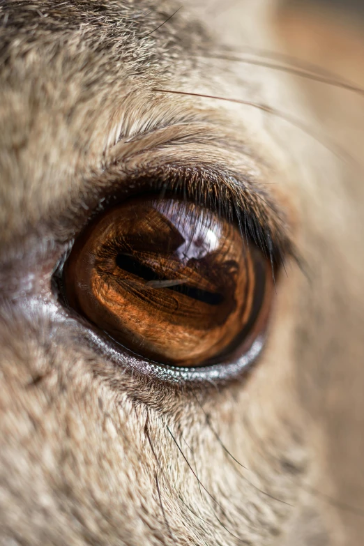 the inside of a horse's eye, with the brown animal's fur all around