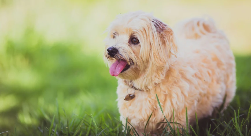 a small dog stands on the grass with his tongue out