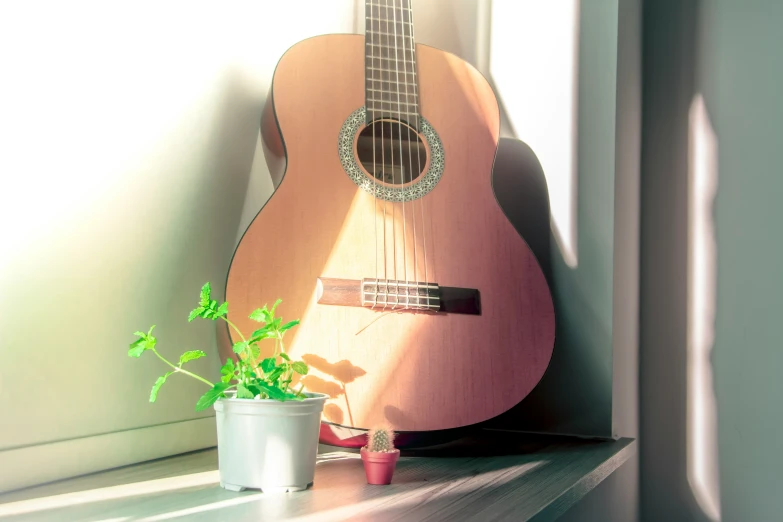 a guitar is on the shelf by a potted plant