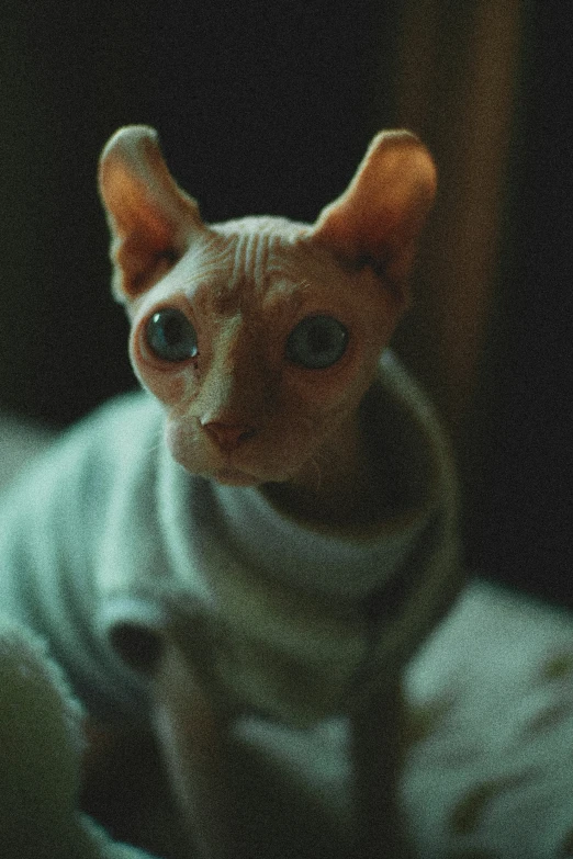 a siamese cat with its tongue out and collared sweater on