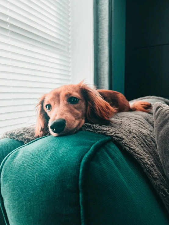 an adorable dog lying on a couch, looking out a window