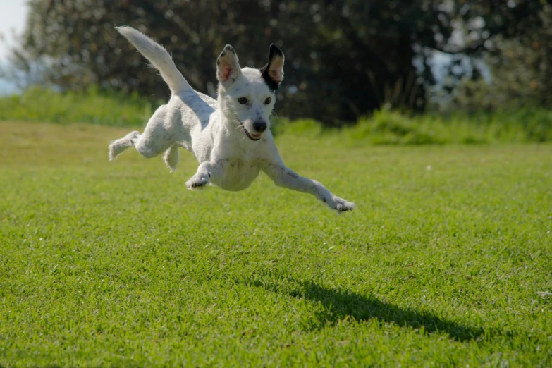 a white dog in the air as it jumps