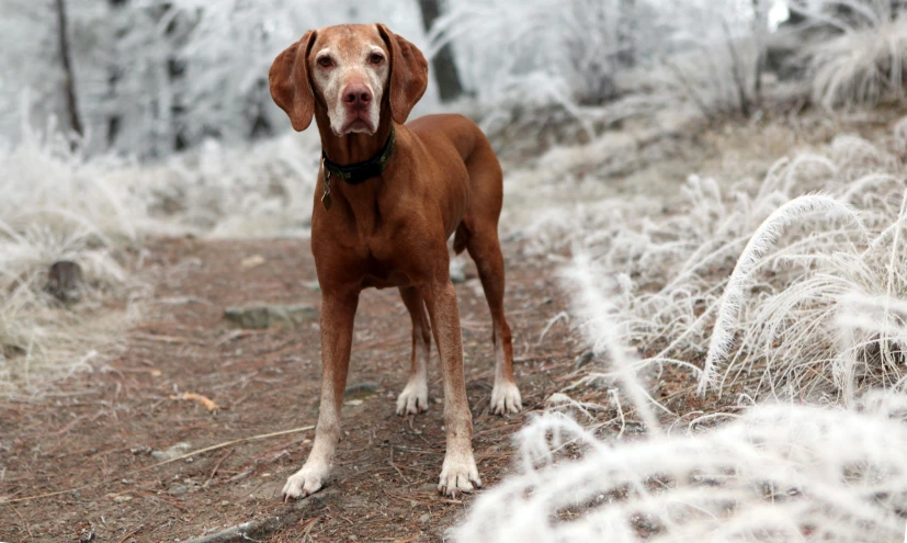 a large brown dog on a dirty field