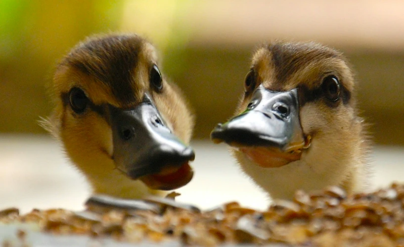 two ducklings with black beaks standing in front of their mouths