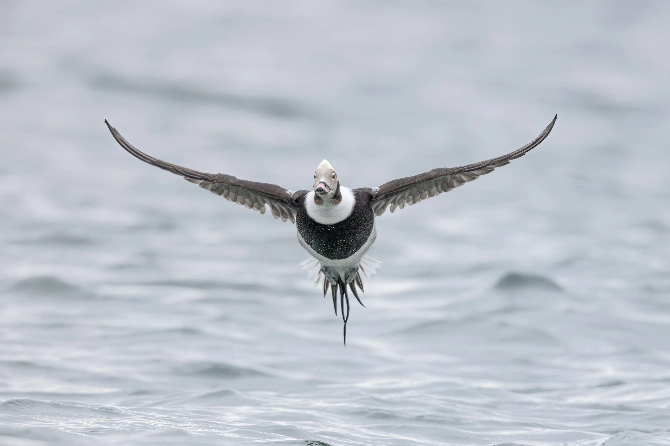 an image of bird flying low over water