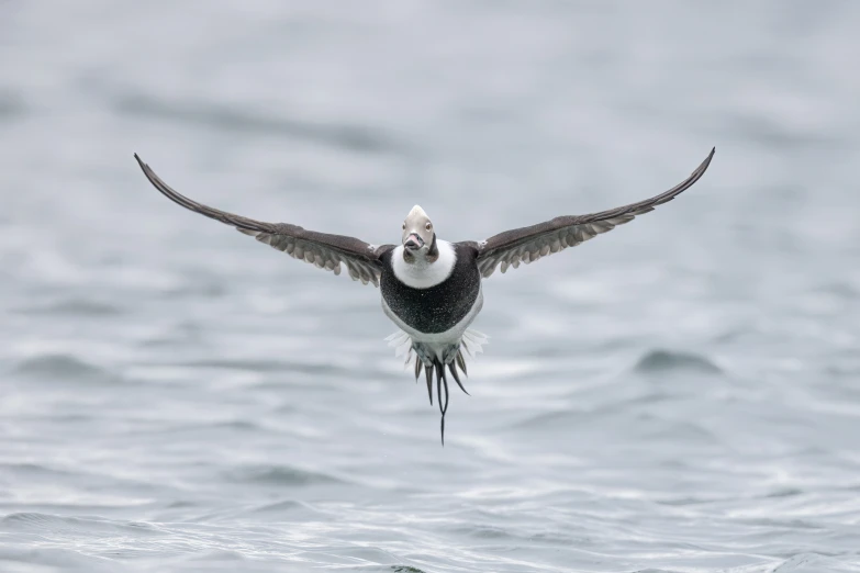 an image of bird flying low over water