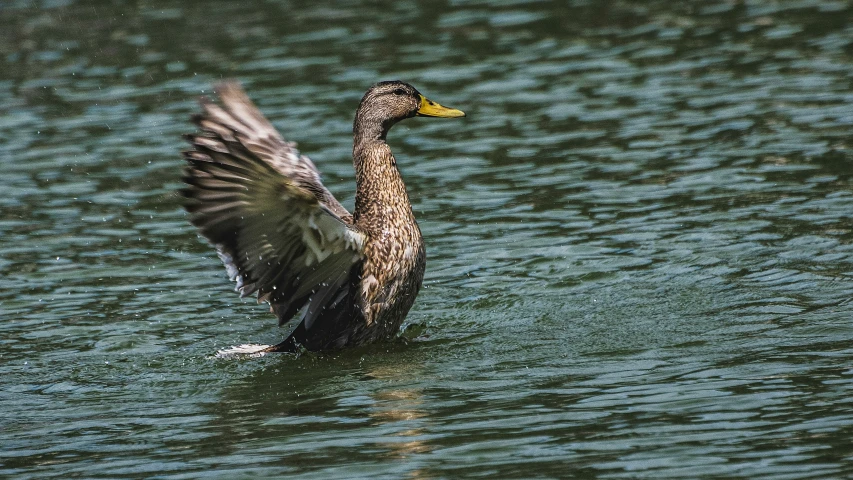 a duck flying in water with its wings spread