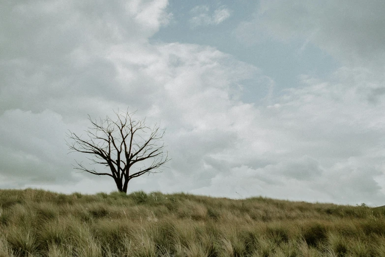 a bare tree in the middle of a grassy field