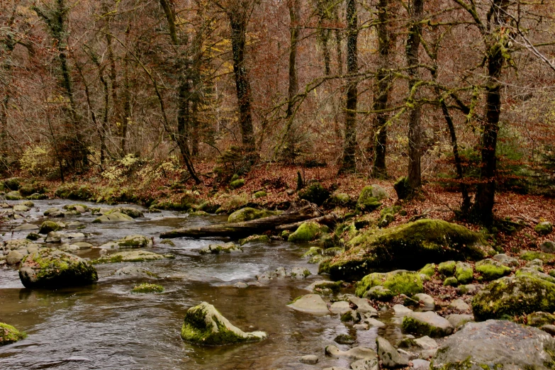 small stream in forest with green moss growing on rocks