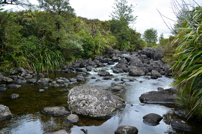 there is a river flowing between green plants