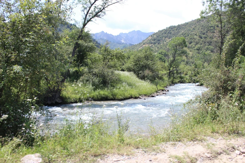 a river flows through a dense forest in a scenic area