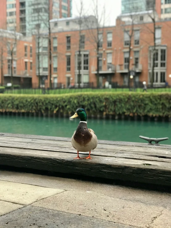 a duck that is standing on a wooden railing