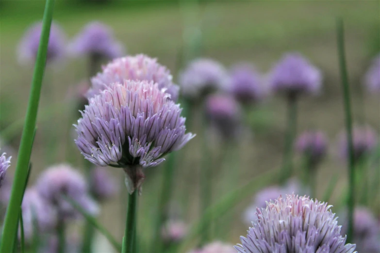 some grass and some pink and white flowers