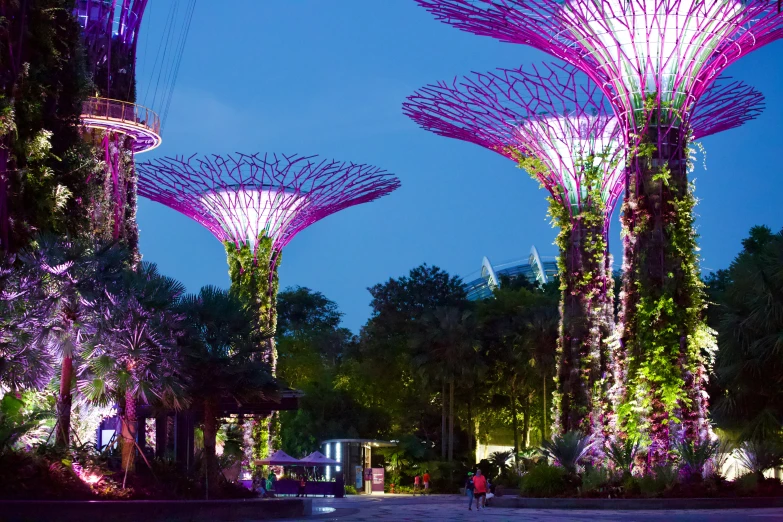 purple illuminated trees in the city lite up by purple light