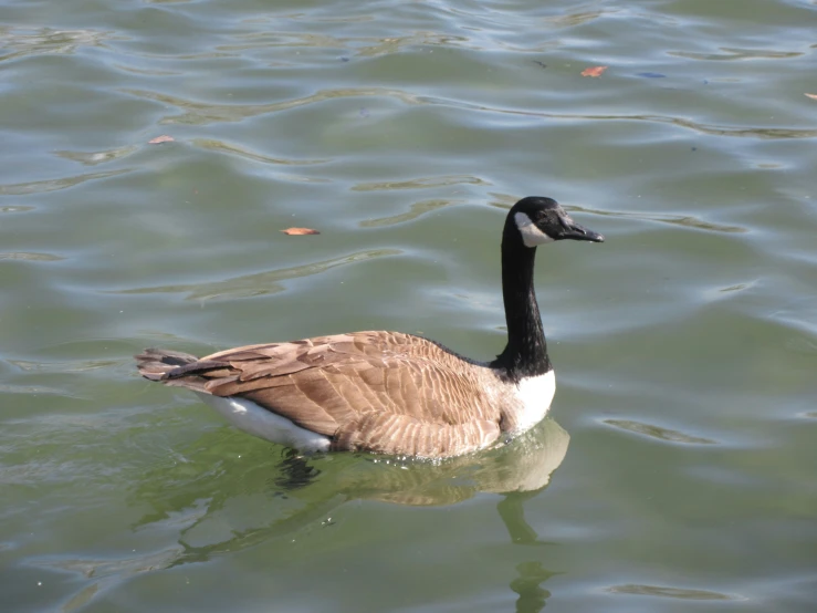 a large goose swimming on top of a lake