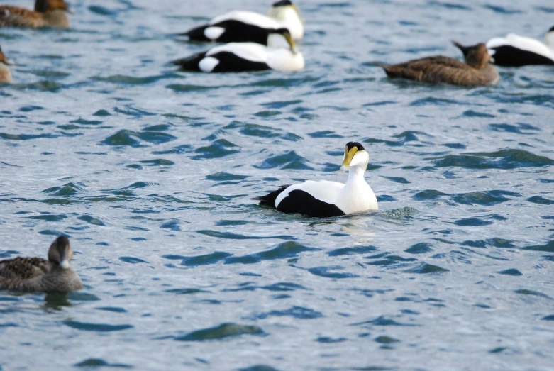 a large white and black bird swimming in the ocean