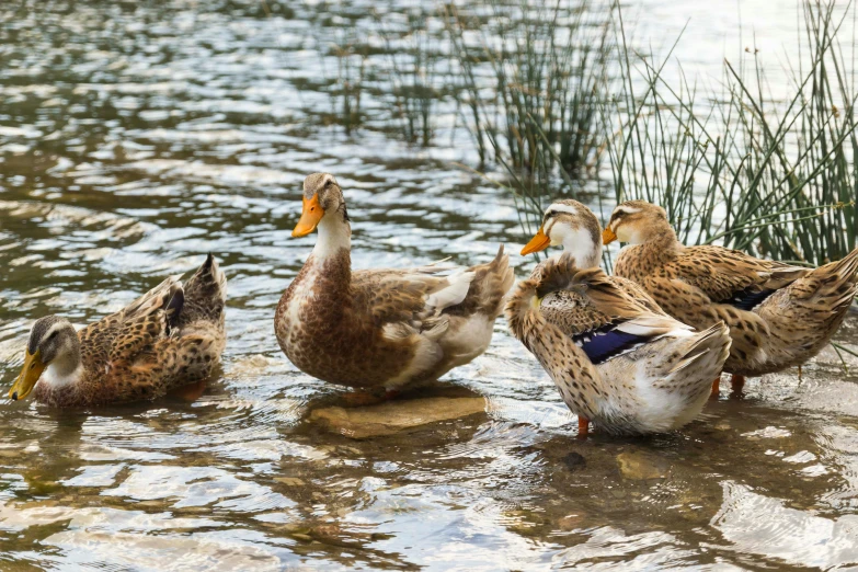 four ducks are seen together in the water