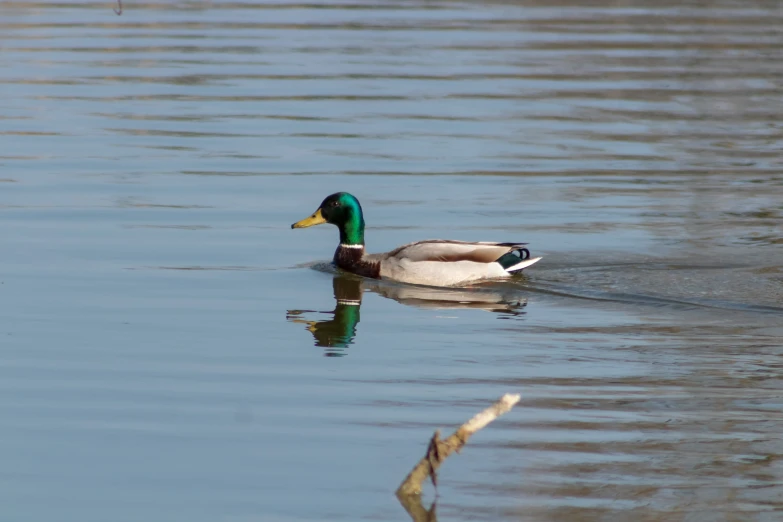 a duck is floating in the water near some trees