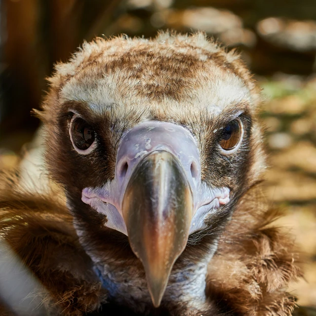 a close up po of an ostrich staring at the camera