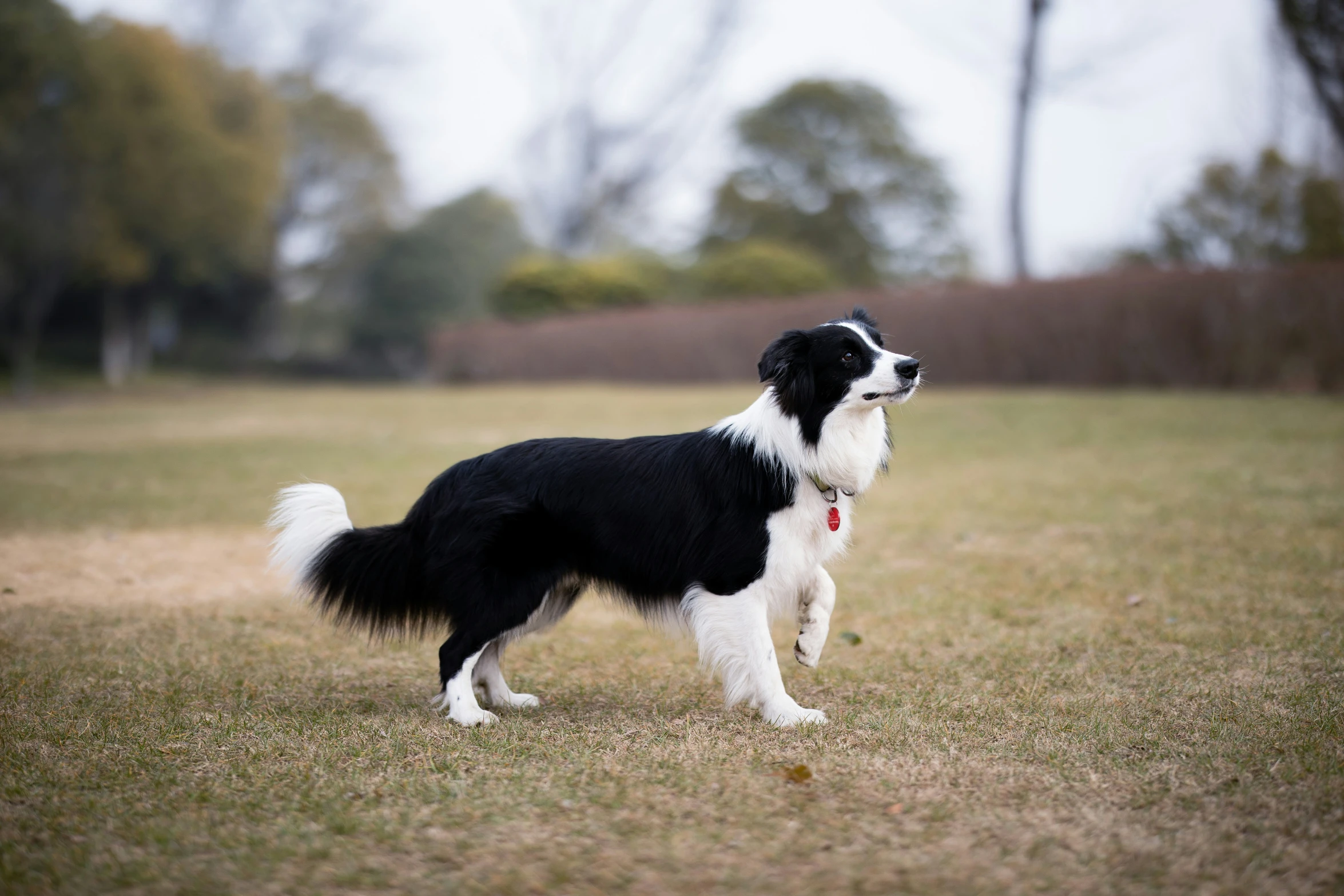 the black and white dog is playing with a frisbee