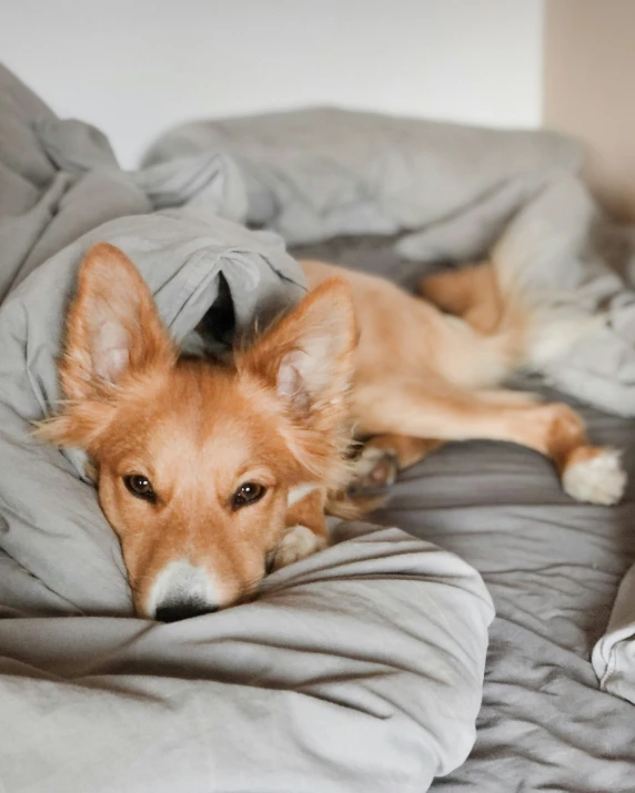 a dog is laying down on a bed