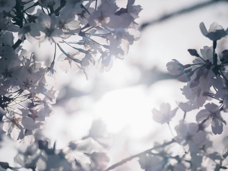 a tree with lots of flowers growing out of it