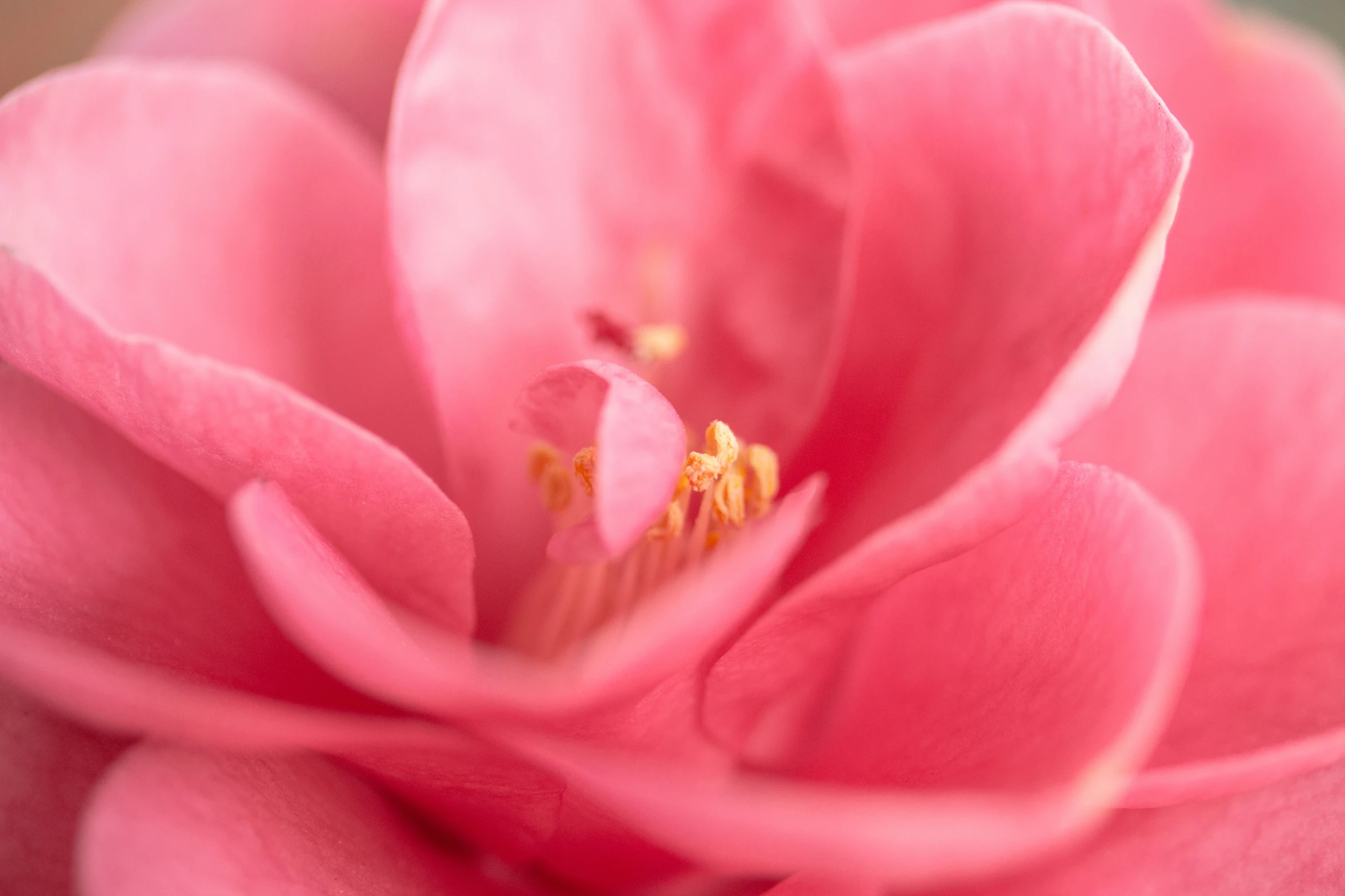 the inside of a pink flower with its petals