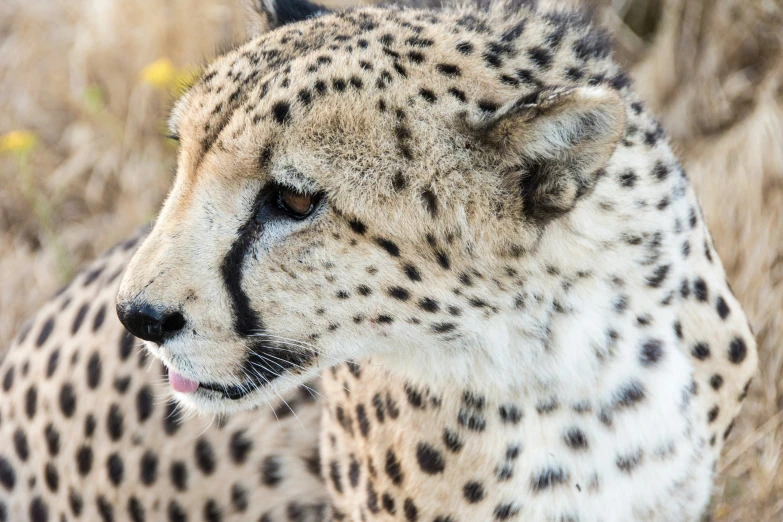 a close up of a cheetah with a dry grass background