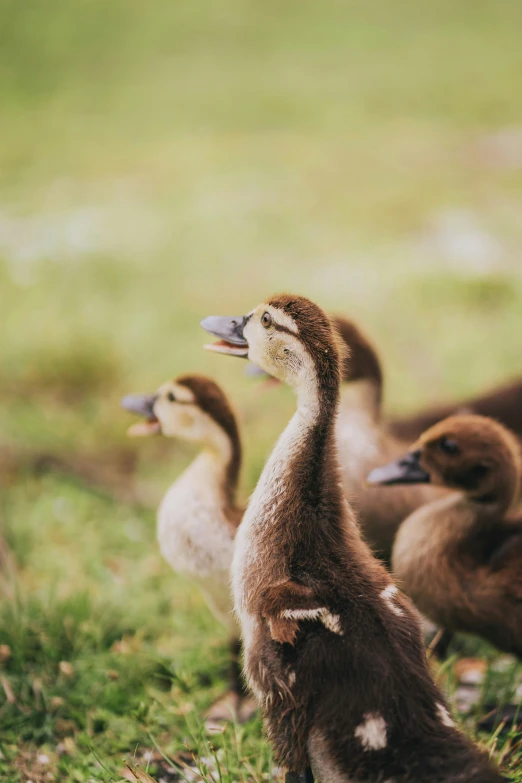 three baby ducklings are standing in the grass