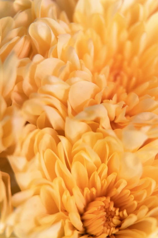 a yellow flower in blurry pograph on a wall