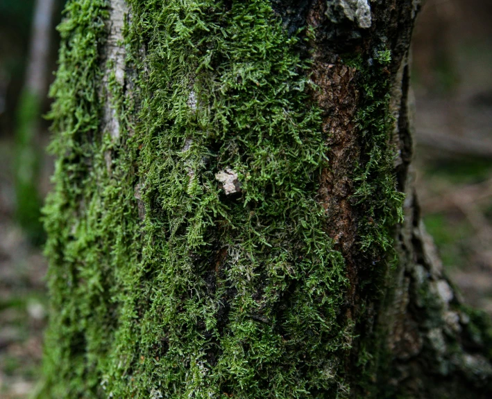 moss on a tree with a little round piece in it