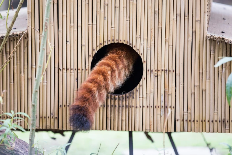 a bird has caught a cat in its small house