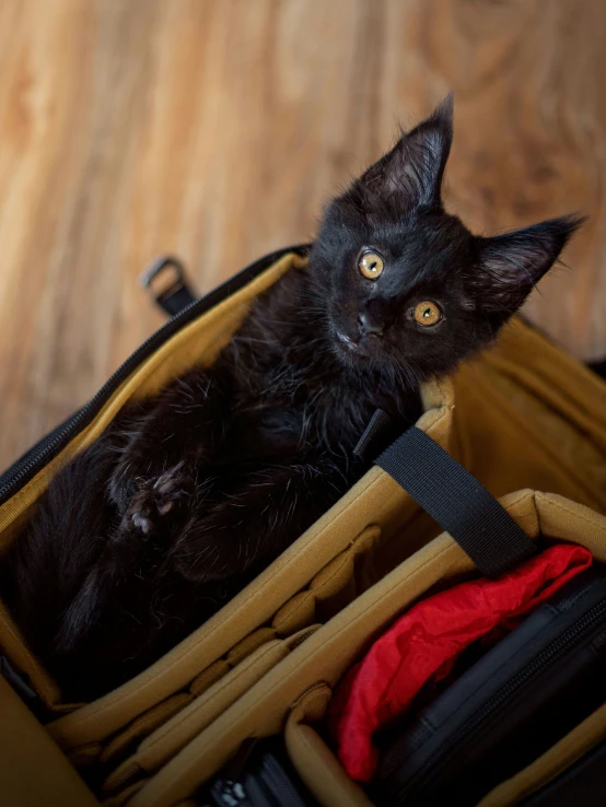 black cat peering out from an open suitcase