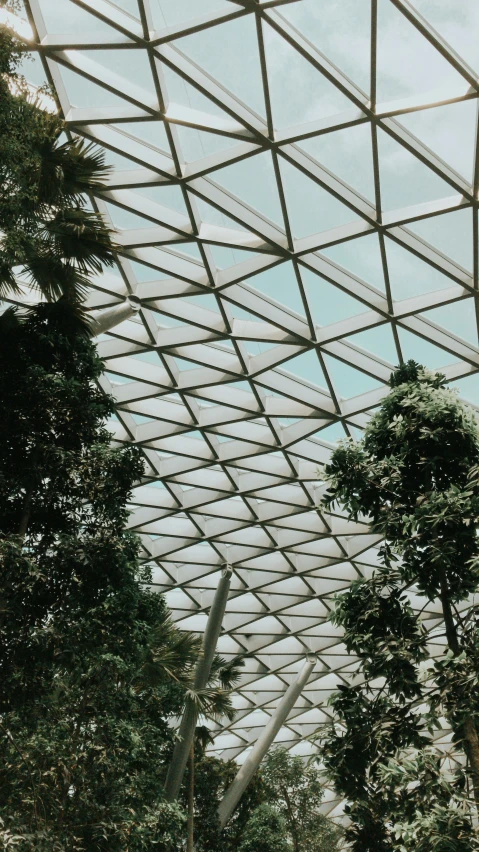 several trees and people walking in a walkway